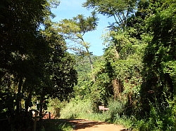 Ilhabela - Jabaquara; onderweg