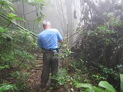 Paranapiacaba forest - bamboe tak verspert het pad