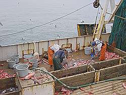 Monterey - vissersboot in de haven