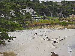 Monterey - 17 mile drive; zeehonden