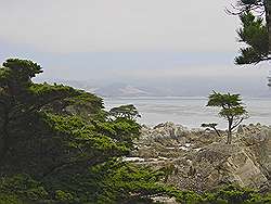 Monterey - 17 mile drive