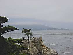 Monterey - 17 mile drive