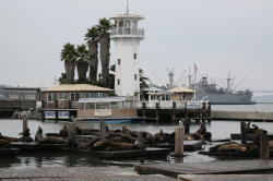 San Francisco - Pier 39; de zeeleeuwen