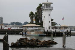 San Francisco - Pier 39; de zeeleeuwen