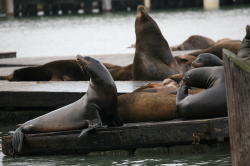 San Francisco - Pier 39; de zeeleeuwen