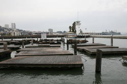 San Francisco - Pier 39; de zeeleeuwen