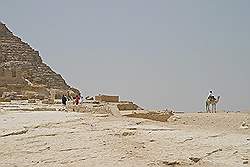 Kameel naast de piramide van Cheferen