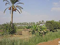 Landbouw gebied ten zuidwesten van Cairo