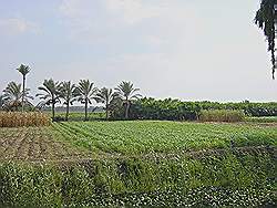 Landbouw gebied ten zuidwesten van Cairo