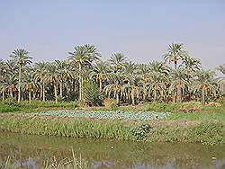 Landbouw gebied ten zuidwesten van Cairo