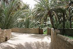 De Al Ain oase