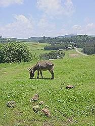 Addis Abeba - uitzicht vanaf berg; ezel