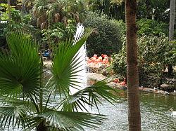 Bush Gardens Tampa