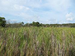 Everglades - swamp buggy
