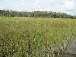 Everglades - swamp buggy