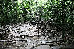 Kakum National Park