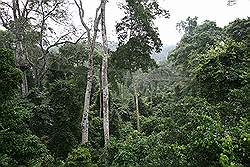 Kakum National Park