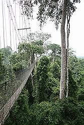 Kakum National Park