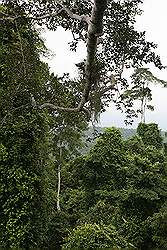 Kakum National Park