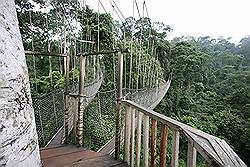 Kakum National Park