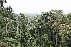 Kakum National Park