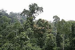 Kakum National Park