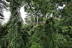 Kakum National Park