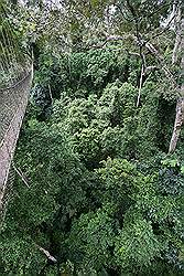 Kakum National Park