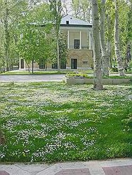 Het Niavaran paleis - het Ahmad Shahi paviljoen, omgeven door een mooie tuin