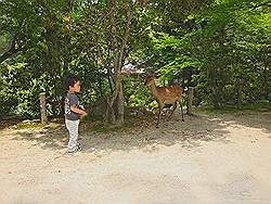 Miyajima - het park; hertjes lopen overal vrij in de rondte