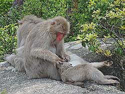 Miyajima - er leven best veel apen op de berg