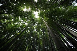 Kamakura - Hokokuji tempel; bamboetuin