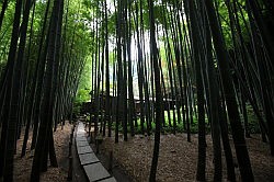 Kamakura - Hokokuji tempel; bamboetuin