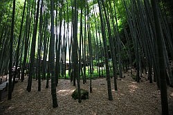 Kamakura - Hokokuji tempel; bamboetuin