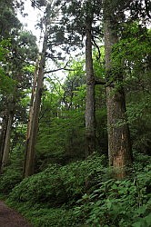 Hakone - te voet naar Moto-Hakone via de Old Imerial Highway met 350 jaar oude cederbomen