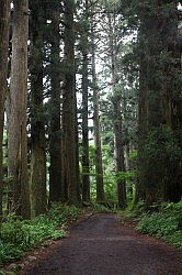 Hakone - te voet naar Moto-Hakone via de Old Imerial Highway met 350 jaar oude cederbomen