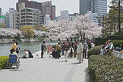 Hiroshima - In het voorjaar zit de kersenbloesem aan de bomen; het is dan meestal mooi weer en daar geniet iedereen zichtbaar van 