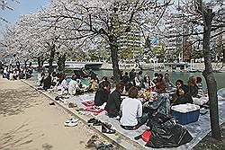 Hiroshima - In het voorjaar zit de kersenbloesem aan de bomen; het is dan meestal mooi weer en daar geniet iedereen zichtbaar van 