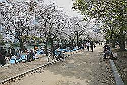 Hiroshima - In het voorjaar zit de kersenbloesem aan de bomen; het is dan meestal mooi weer en daar geniet iedereen zichtbaar van 