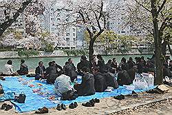 Hiroshima - In het voorjaar zit de kersenbloesem aan de bomen; het is dan meestal mooi weer en daar geniet iedereen zichtbaar van 