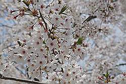 Hiroshima - 'Cherryblossom' ofwel de kersenbloesem