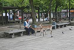 Miyajima - ook hier lopen de herten vrij rond