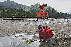 Miyajima - vrouw zoekt naar schelpdieren op het strand, met de torii van de Itsukushima tempel op de achtergrond