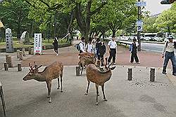 Nara - herten lopen vrij op straat rond