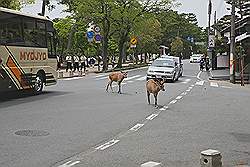 Nara - straatbeeld; herten lopen vrij in de rondte