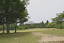 Nara - in de verte de Todai-ji tempel