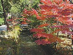 Kamakura - Tsurugaoka-Hachimangu tempel