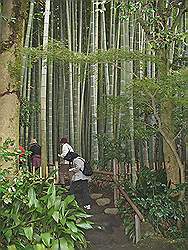 Kamakura - Hokokuji tempel; bamboetuin