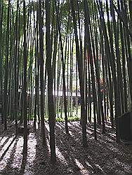 Kamakura - Hokokuji tempel; bamboetuin