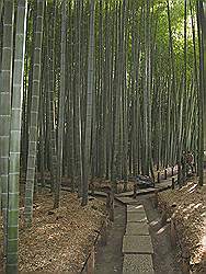 Kamakura - Hokokuji tempel; bamboetuin